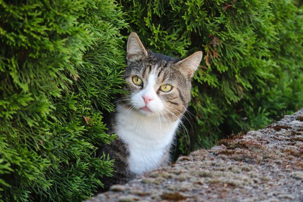 Do\’s en don\’ts voor een rustieke tuin